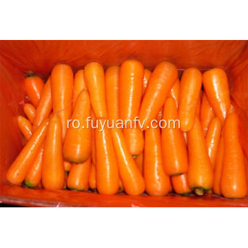 Comerț cu ridicata preț organic morcov proaspete
